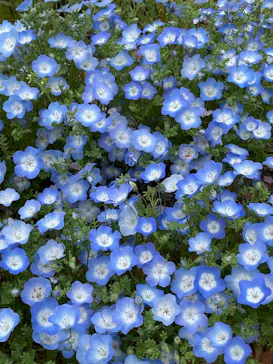 万博記念公園に投稿された画像（2026/4/8）