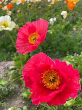 万博記念公園に投稿された画像（2026/4/8）