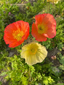 万博記念公園に投稿された画像（2026/4/8）