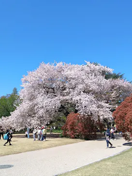 新宿御苑に投稿された画像（2026/4/8）