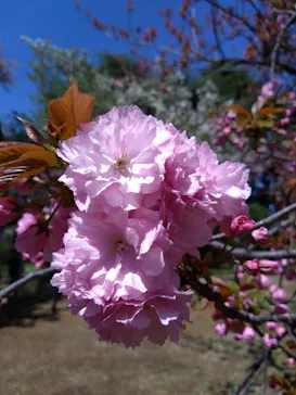 新宿御苑に投稿された画像（2026/4/8）