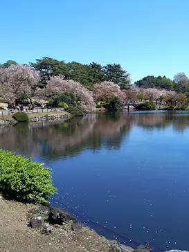 新宿御苑に投稿された画像（2026/4/8）