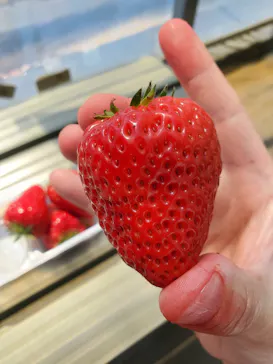 Strawberry Farm シャインベリーに投稿された画像（2026/4/8）