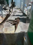 新江ノ島水族館に投稿された画像（2026/4/8）
