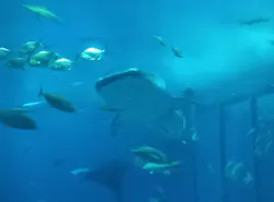 沖縄美ら海水族館に投稿された画像（2026/4/8）