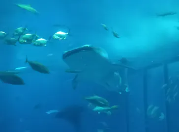 沖縄美ら海水族館に投稿された画像（2026/4/8）