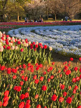 万博記念公園に投稿された画像（2026/4/8）