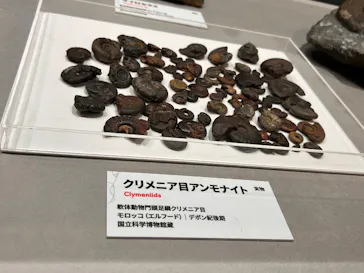 大絶滅展ー生命史のビッグファイブ（名古屋会場）に投稿された画像（2026/4/8）