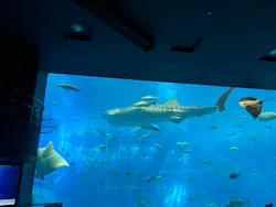 沖縄美ら海水族館に投稿された画像（2026/4/8）