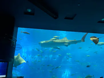 沖縄美ら海水族館に投稿された画像（2026/4/8）