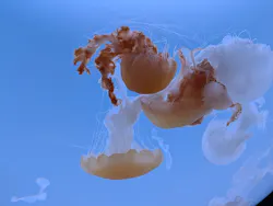 サンシャイン水族館に投稿された画像（2026/4/8）