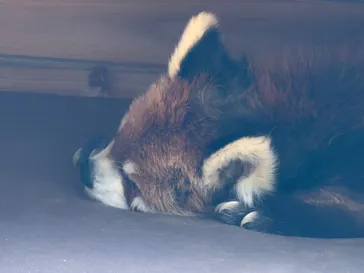 千葉市動物公園に投稿された画像（2026/4/8）