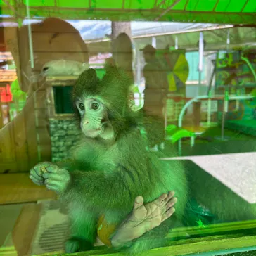 おさるランド＆アニタウン　日光さる軍団劇場に投稿された画像（2026/4/8）