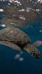 SeaChan石垣島に投稿された画像（2026/4/8）