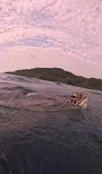 SeaChan石垣島に投稿された画像（2026/4/8）