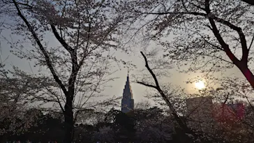 新宿御苑に投稿された画像（2026/4/8）