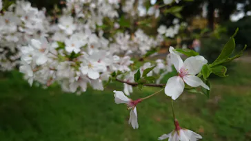 新宿御苑に投稿された画像（2026/4/8）