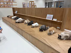 Cat Café MOFF コクーンシティさいたま新都心店に投稿された画像（2026/4/9）
