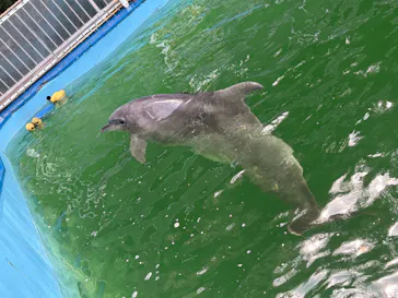 鳥羽湾めぐりとイルカ島に投稿された画像（2026/4/9）