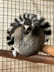 伊豆シャボテン動物公園に投稿された画像（2026/4/9）