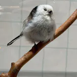 特別展「鳥 ～ゲノム解析が解き明かす新しい鳥類の系統～」に投稿された画像（2026/4/9）