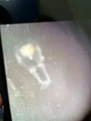 新江ノ島水族館に投稿された画像（2026/4/9）