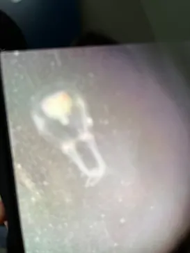 新江ノ島水族館に投稿された画像（2026/4/9）