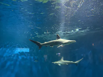 アクアワールド茨城県大洗水族館に投稿された画像（2026/4/9）