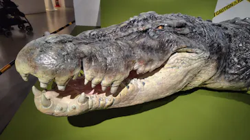 特別展「超危険生物展　科学で挑む生き物の本気」に投稿された画像（2026/4/9）