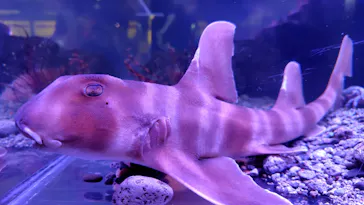 特別展「超危険生物展　科学で挑む生き物の本気」に投稿された画像（2026/4/9）