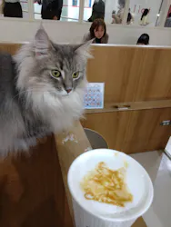 Cat Café MOFF つかしん店に投稿された画像（2026/4/9）