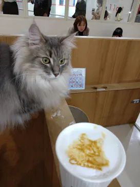 Cat Café MOFF つかしん店に投稿された画像（2026/4/9）
