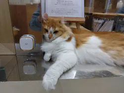 Cat Café MOFF つかしん店に投稿された画像（2026/4/9）
