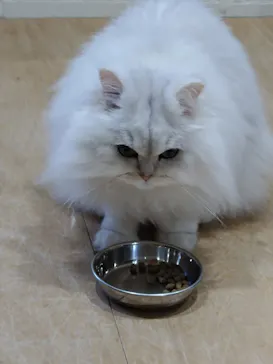 Cat Café MOFF つかしん店に投稿された画像（2026/4/9）