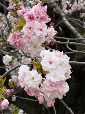 新宿御苑に投稿された画像（2026/4/9）