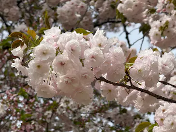 新宿御苑に投稿された画像（2026/4/9）