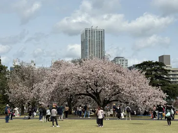 新宿御苑に投稿された画像（2026/4/9）