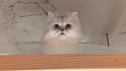 猫カフェモカ 梅田店に投稿された画像（2026/4/9）