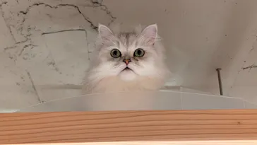猫カフェモカ 梅田店に投稿された画像（2026/4/9）