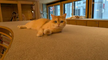 猫カフェモカ 梅田店に投稿された画像（2026/4/9）
