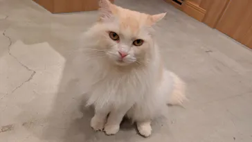 猫カフェモカ 梅田店に投稿された画像（2026/4/9）