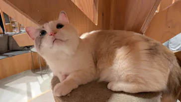 猫カフェモカ 梅田店に投稿された画像（2026/4/9）