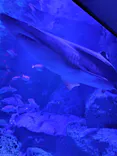 すみだ水族館に投稿された画像（2026/4/9）