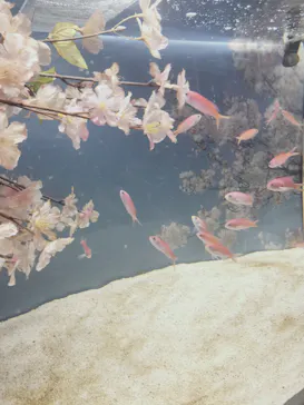 仙台うみの杜水族館に投稿された画像（2026/4/9）