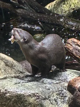 世界淡水魚園水族館　アクア・トトぎふに投稿された画像（2026/4/9）