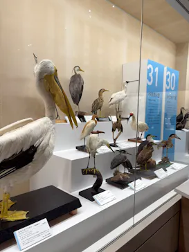特別展「鳥 ～ゲノム解析が解き明かす新しい鳥類の系統～」に投稿された画像（2026/4/9）