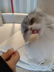 猫カフェモカ　イオンレイクタウン店に投稿された画像（2026/4/9）