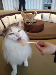 猫カフェモカ　イオンレイクタウン店に投稿された画像（2026/4/9）