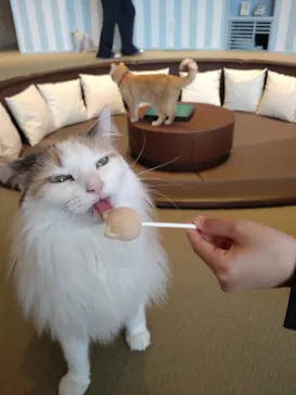 猫カフェモカ　イオンレイクタウン店に投稿された画像（2026/4/9）