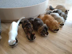 猫カフェモカ　イオンレイクタウン店に投稿された画像（2026/4/9）